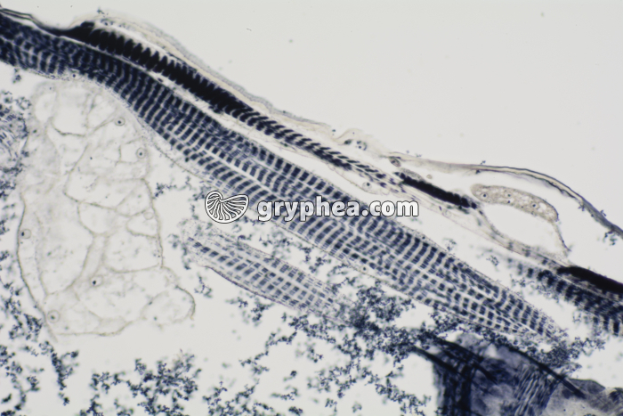 Muscle stries géantes larve de Chironome CL x100 - gryphea.com